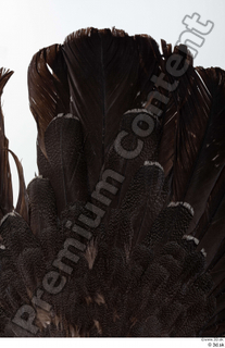 Western capercaillie tail 0005.jpg